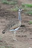 White-bellied Bustard